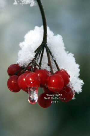 Snow and berries by Betty Fold Gallery